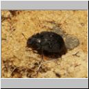 Byrrhus affinis - Kaefer-8mm 01a.jpg